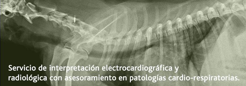 ecg veterinaria radiografía
